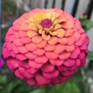 Meet your Posher, Amelia